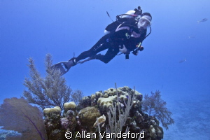 Diver at Randy's Gazebo,Little Cayman. by Allan Vandeford 